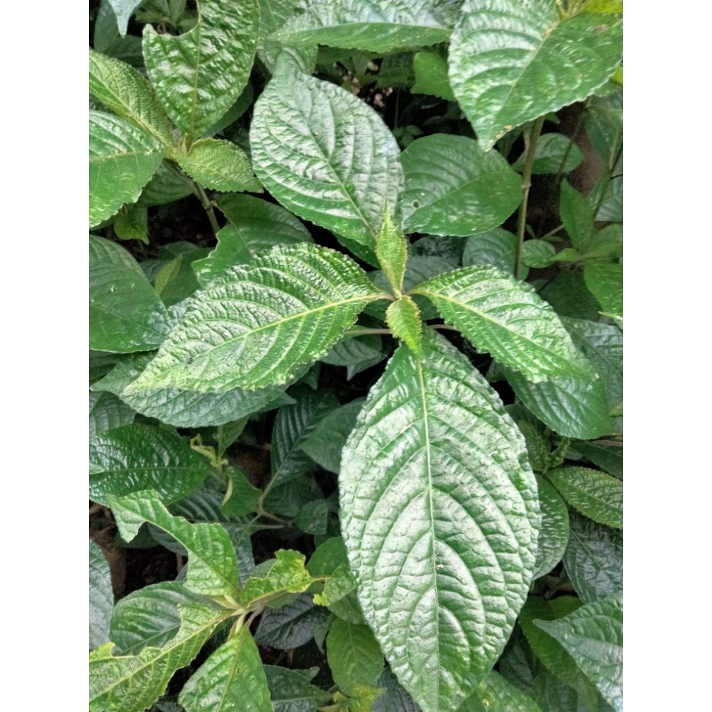 

DAUN KEJI BELING / KI BELING