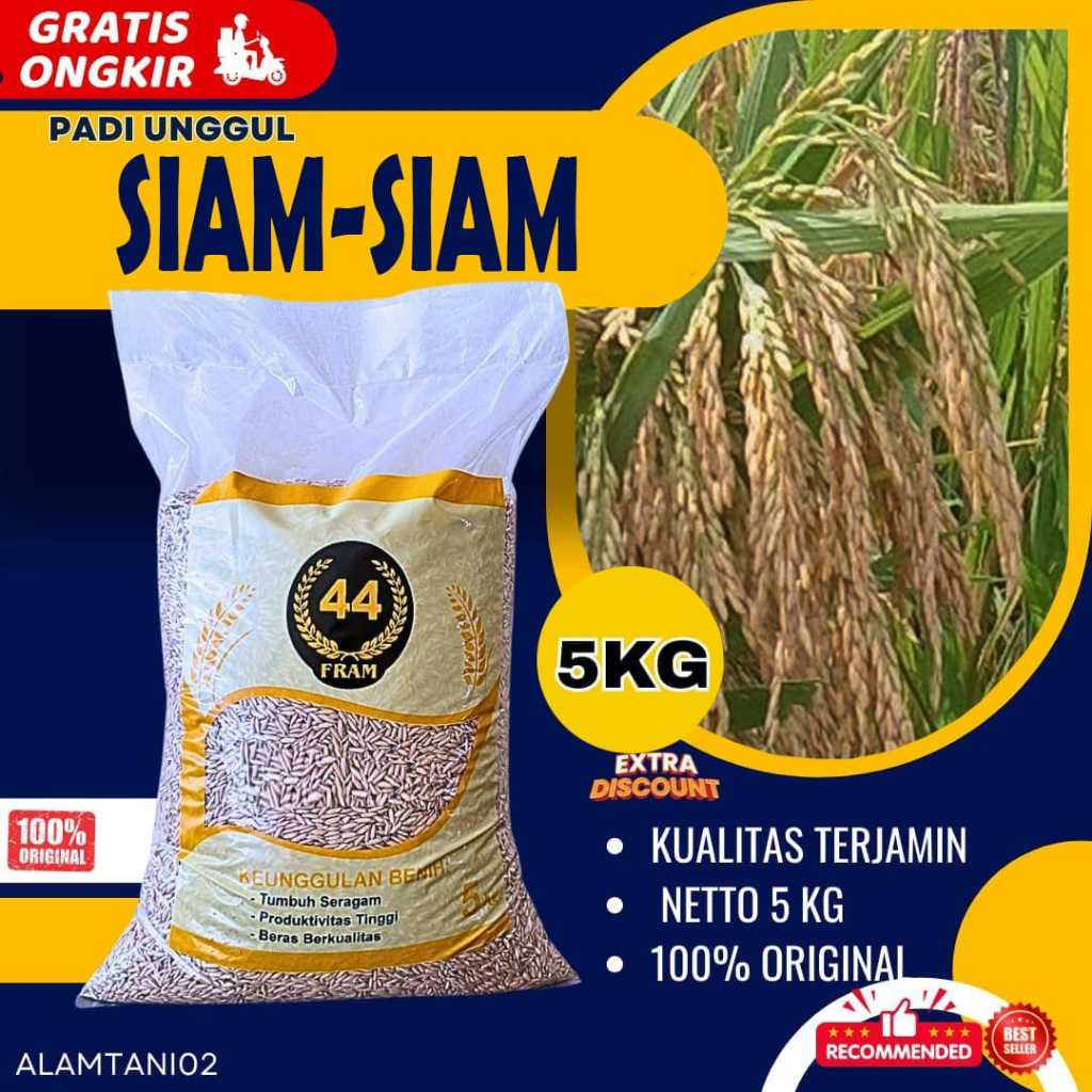 benih padi bibit padi siam siam kemasan 5 kg