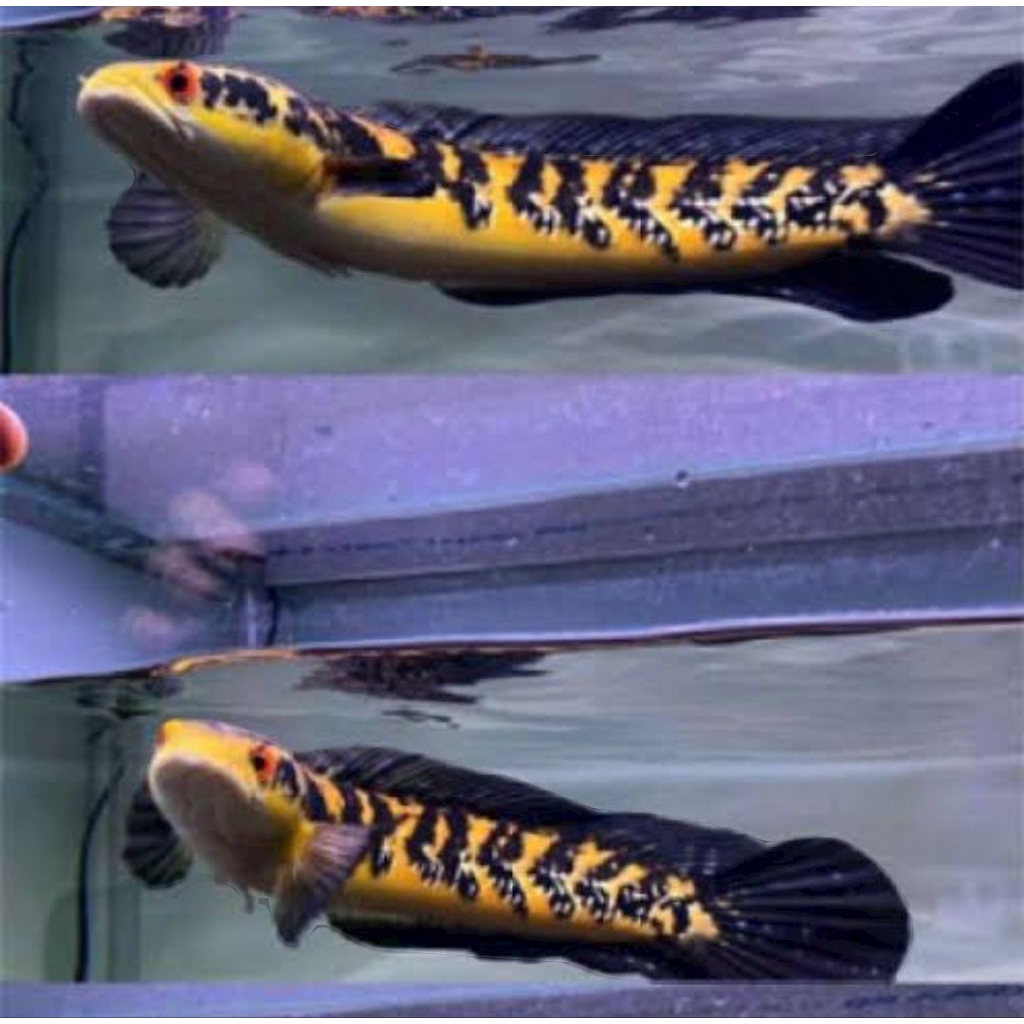 koleksi aquarium Ys full cabung 16-19cm