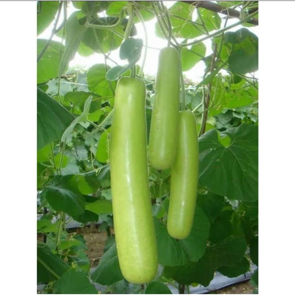 

FIJAY354 Benih Labu Putih Panjang | Blonceng | Labu Air | Labu Sayur | Kukuk | Lodrong READY SAMARINDA