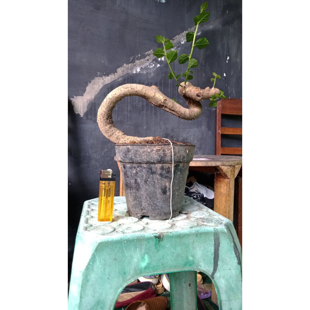 bahan bonsai serut meliuk expresi sesuai difoto
