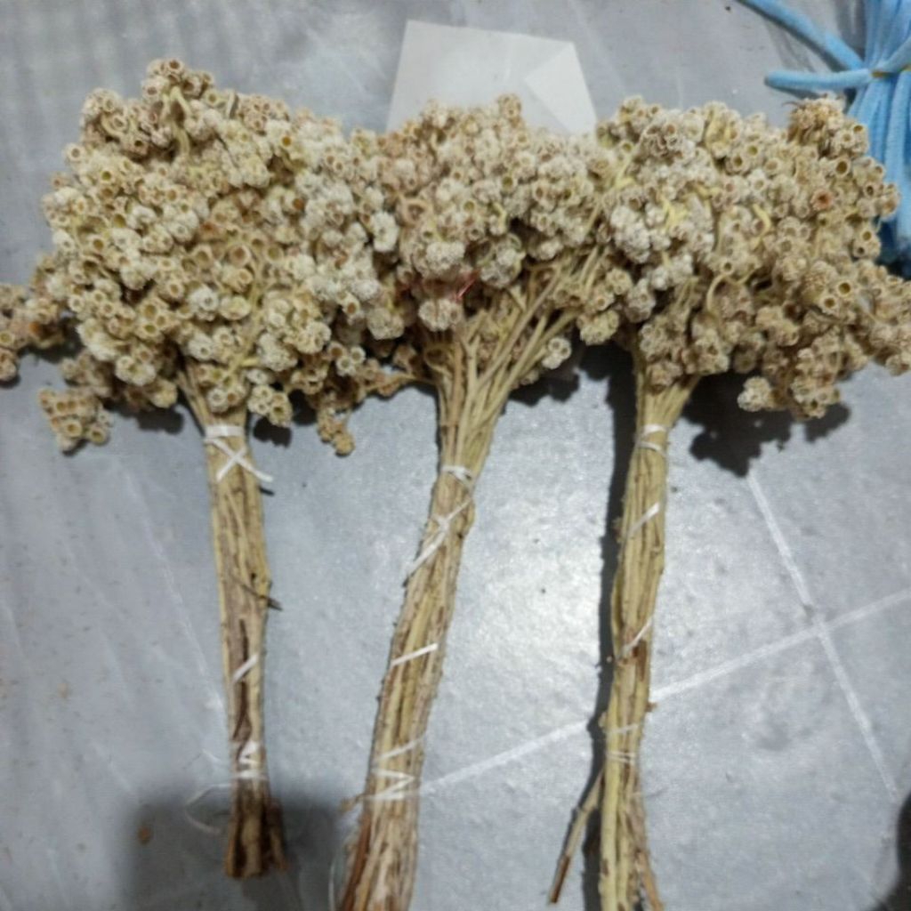 BUNGA KERING BUDIDAYA EDDELWEIS BUNGA KERING BUKET EDELWEISS (KECIL)