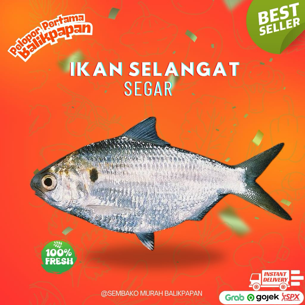

Ikan Selangat Fresh
