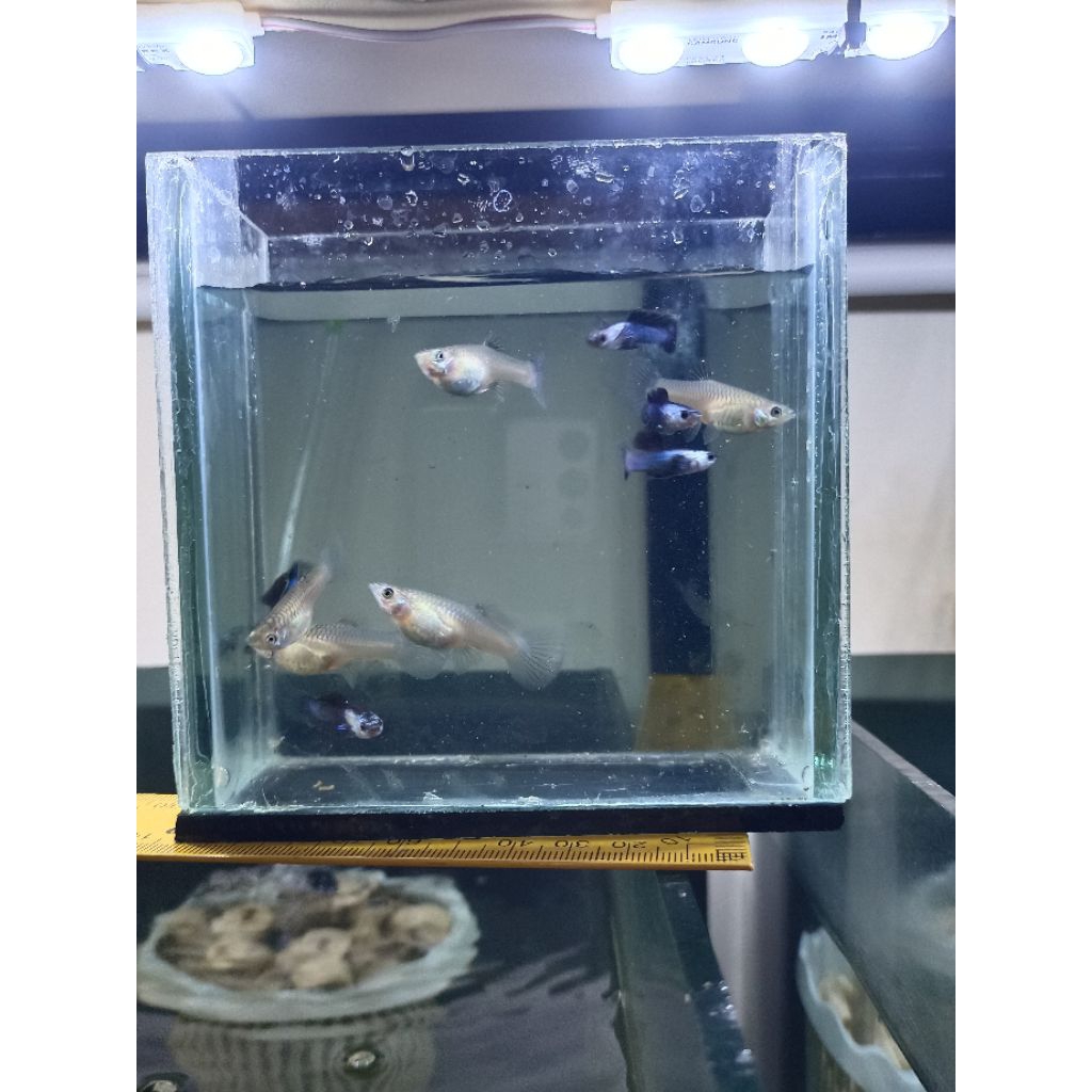 

Stiker guppy mini panda