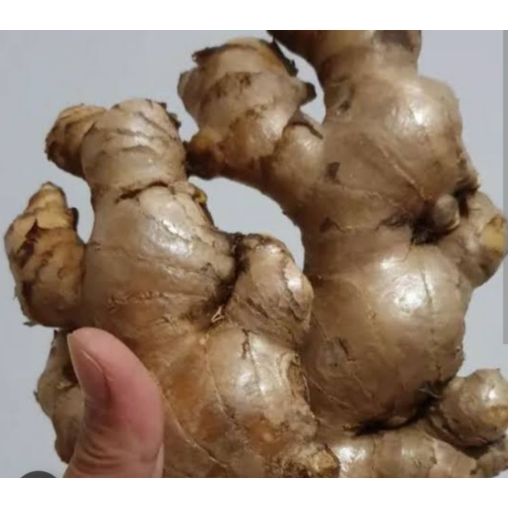 

jahe gajah segar presh