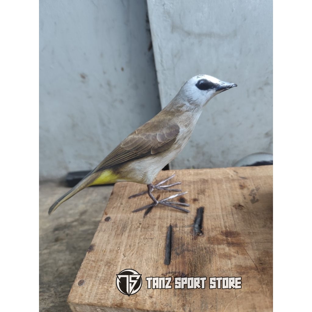 Jontrot boneka burung trucukan / dekoy manuk ojog bahan spon sudah ada kaki yg bisa di atur sangat m