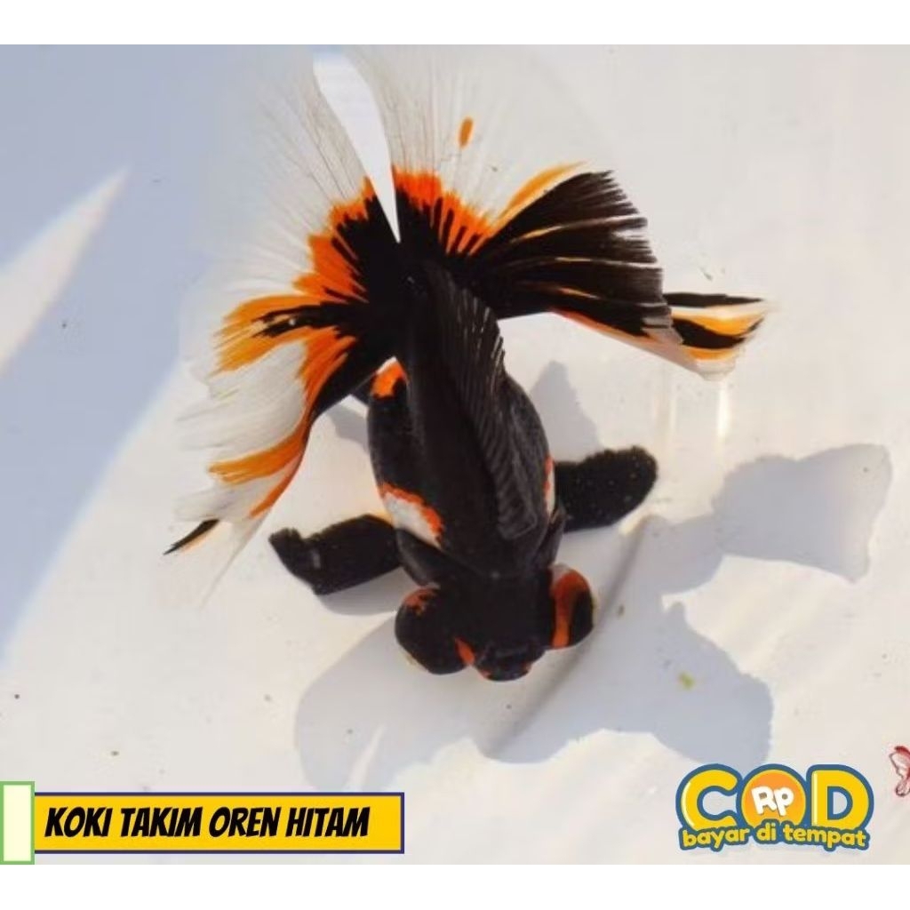 10 ekor mas koki hiyasan Akuarium/koki lowo/black moor/bulldog =55rb/pemandangan/dekorasi/isi/hiyasa