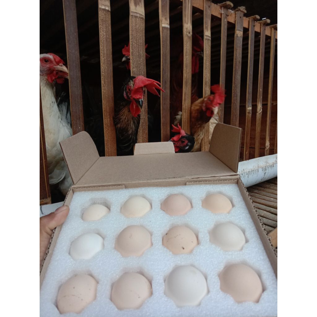 

Telur Fertil KPU Reborn