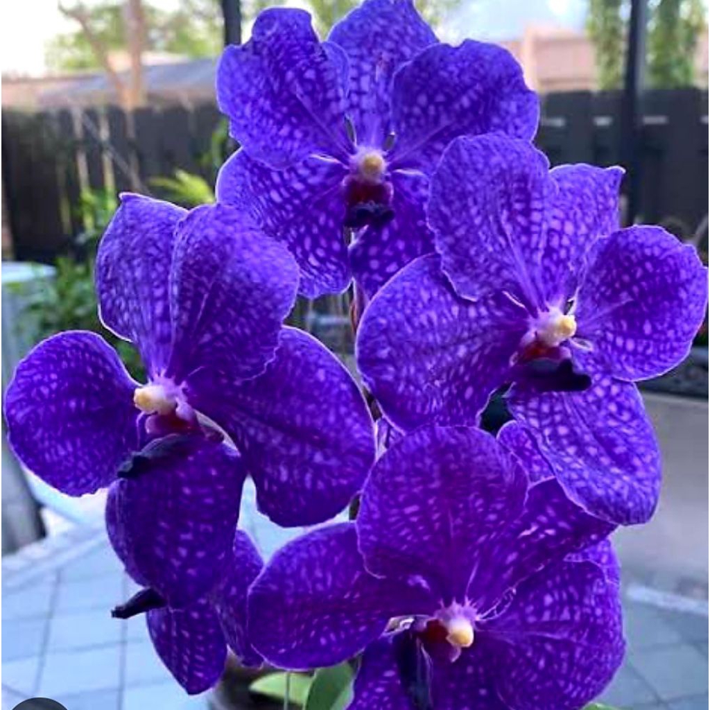 Anggrek Vanda Pachara Delight