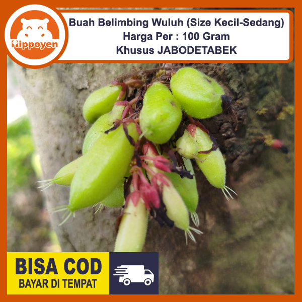 

Belimbing Wuluh Segar 100 gr Size Kecil-Sedang Petik Dadakan Saat ada Pesanan fresh Belimbi Calincing