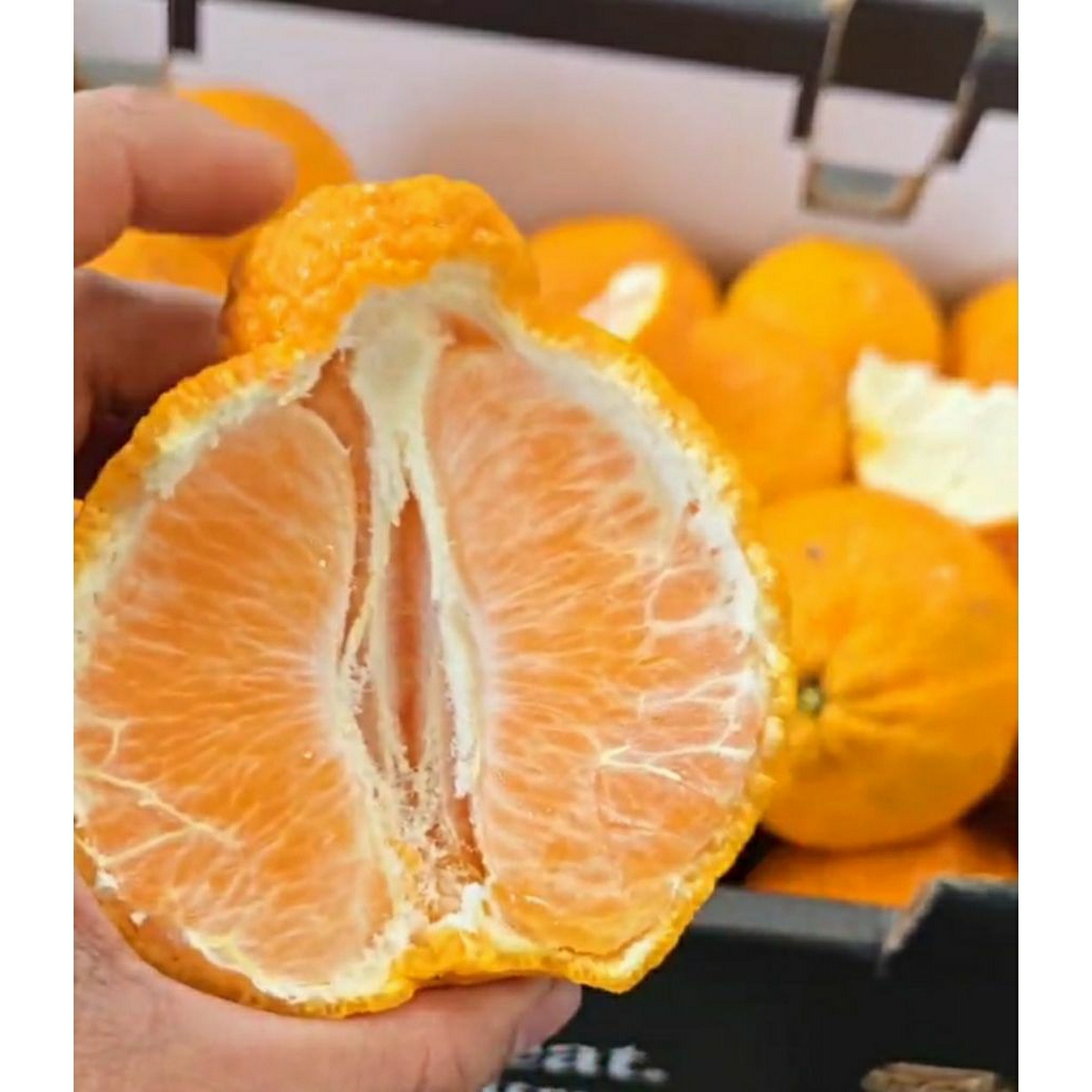 

jeruk dekopon/papagan jumbo 4kg keranjang