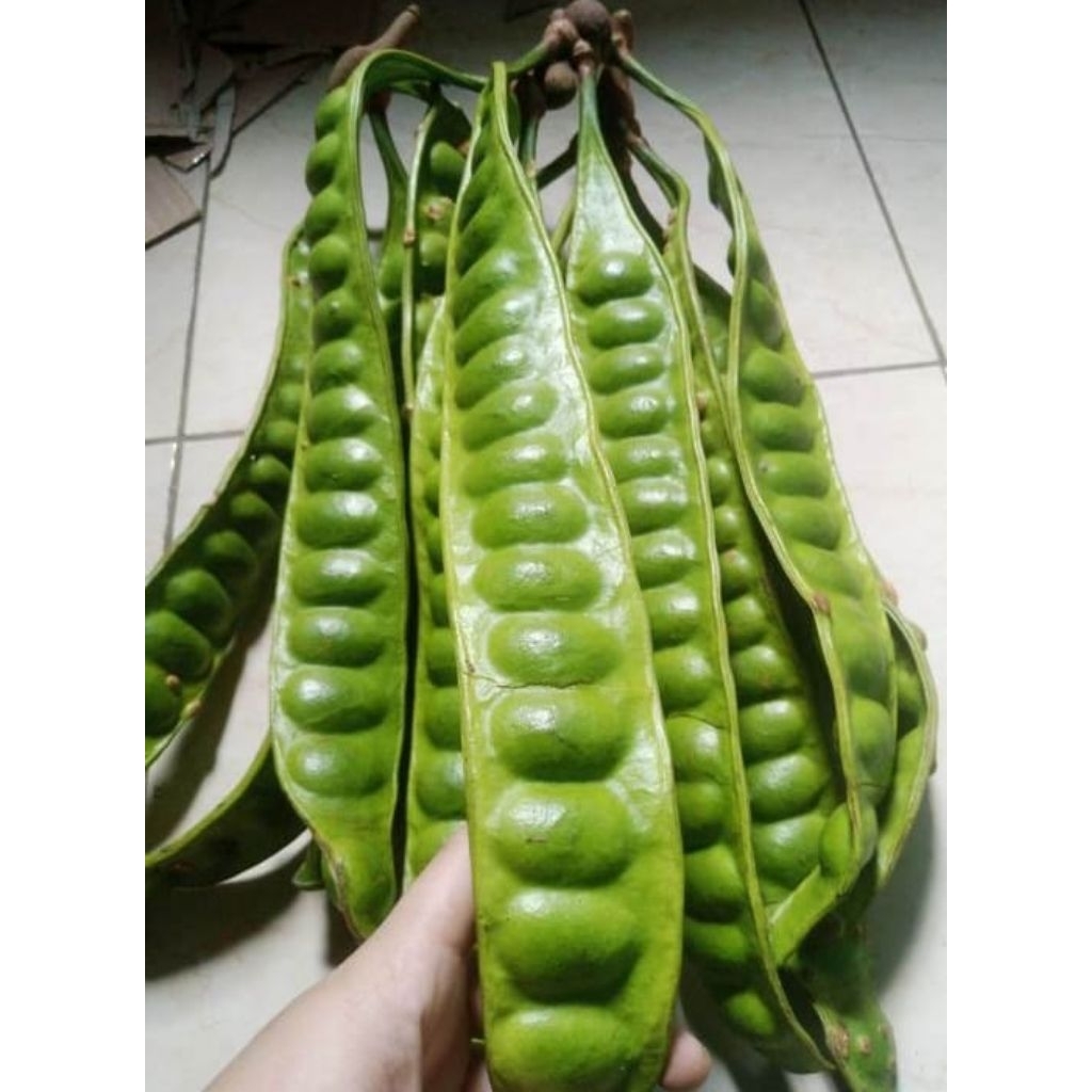 

Pete/Petai Tua 1 Ikat (10 papan ) Asli Lumajang