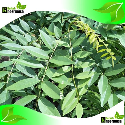 

Daun gamal kalikiria segar 500 gram herbal alami