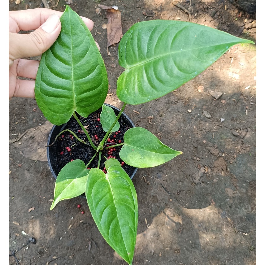 Anthurium Veitchii Ori Kode B / Anthurium Veichii - Anthurium Veitchii - Tanaman Hias Anthurium Veit