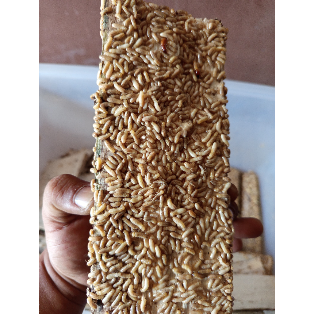 PUA/WARANGA/POA UMPAN MANCING IAKAN WADER/NILA/UJAER DAN IKAN MAS