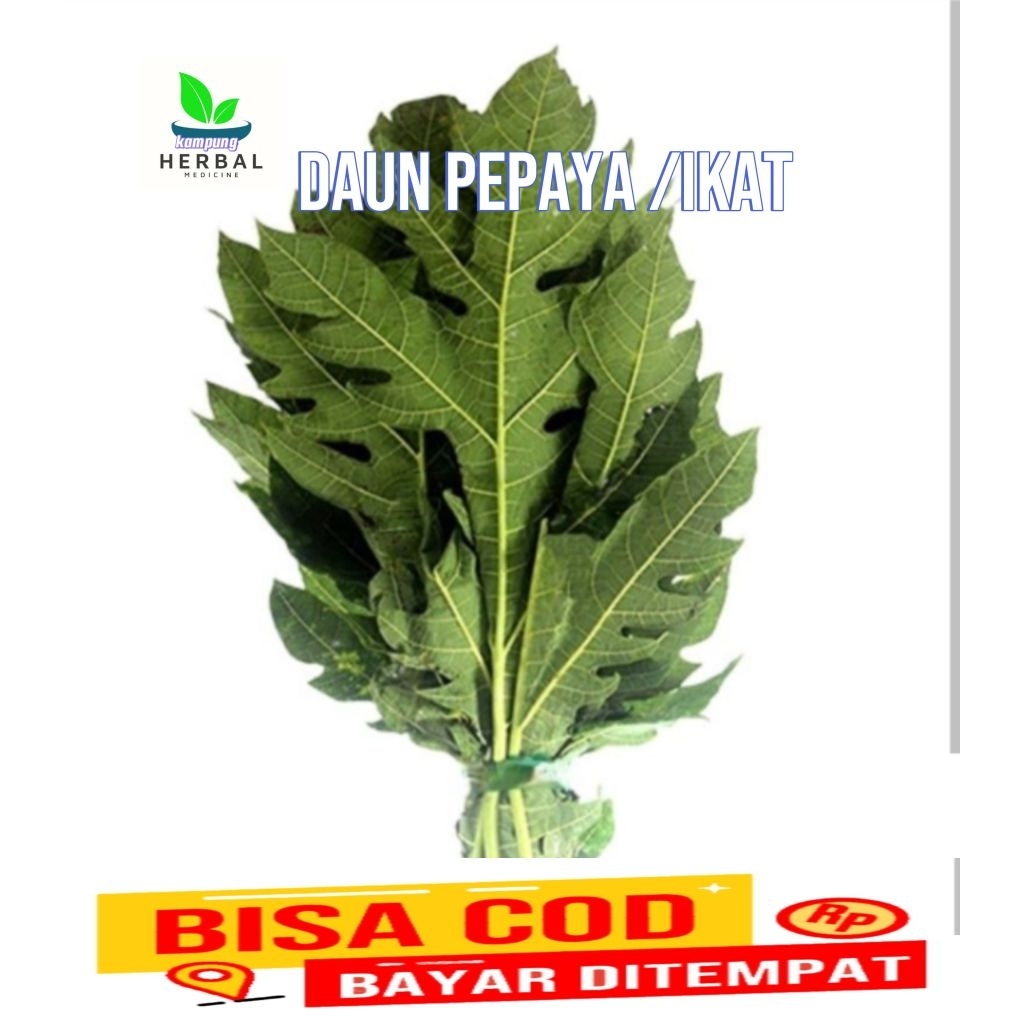 

daun pepaya segar /ikat