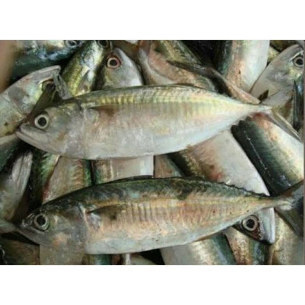 

ikan kembung segar 500gr