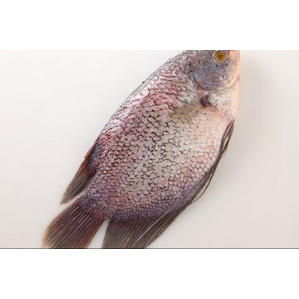 

ikan gurame segar 500gr