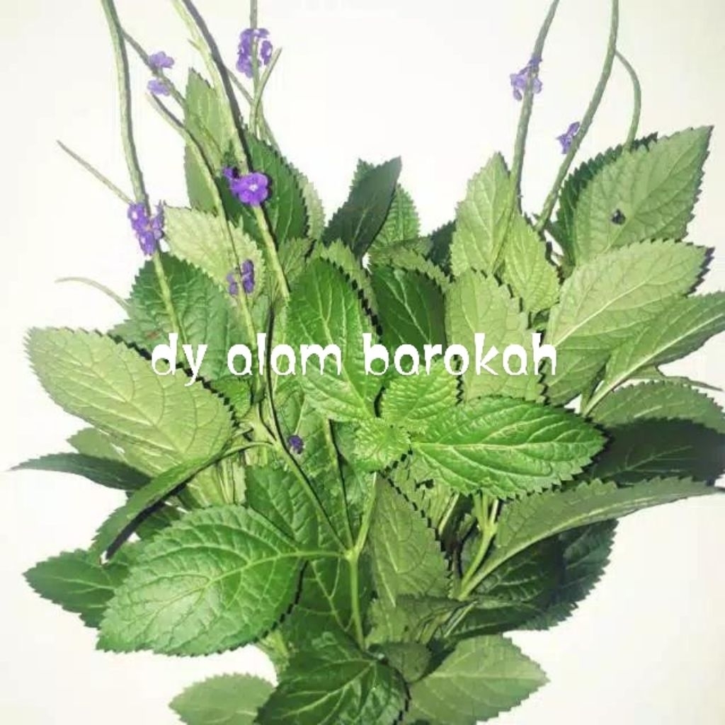 

Daun pecut kuda/daun jarong fresh 500gr