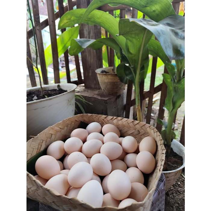 

Telur Ayam Kampung Telur Jamu Herbal Produksi Firman Farm Garansi Asli Organik