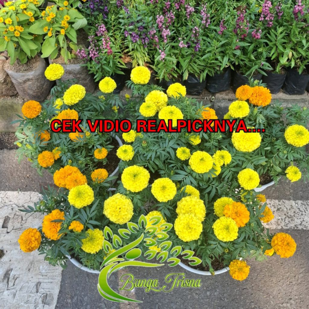 Paket Tanaman Hias Bunga Marigold Rimbun / Bunga Marigold Kuning Marigold Orange Include Pot Putih &