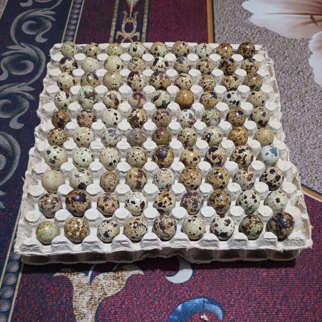 

[PROMO] TELUR PUYUH 1 RAK (90 BUTIR)