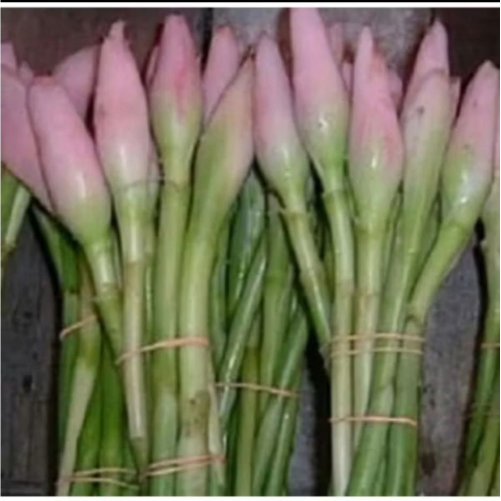 

Ready bunga Kecombrang 250gr segar Combrang Rombeh honje fress Herbal