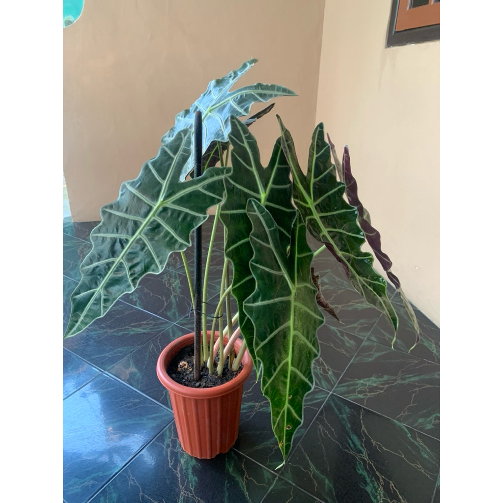 Alocasia Amazonica / Keladi amazonica. JUMBO