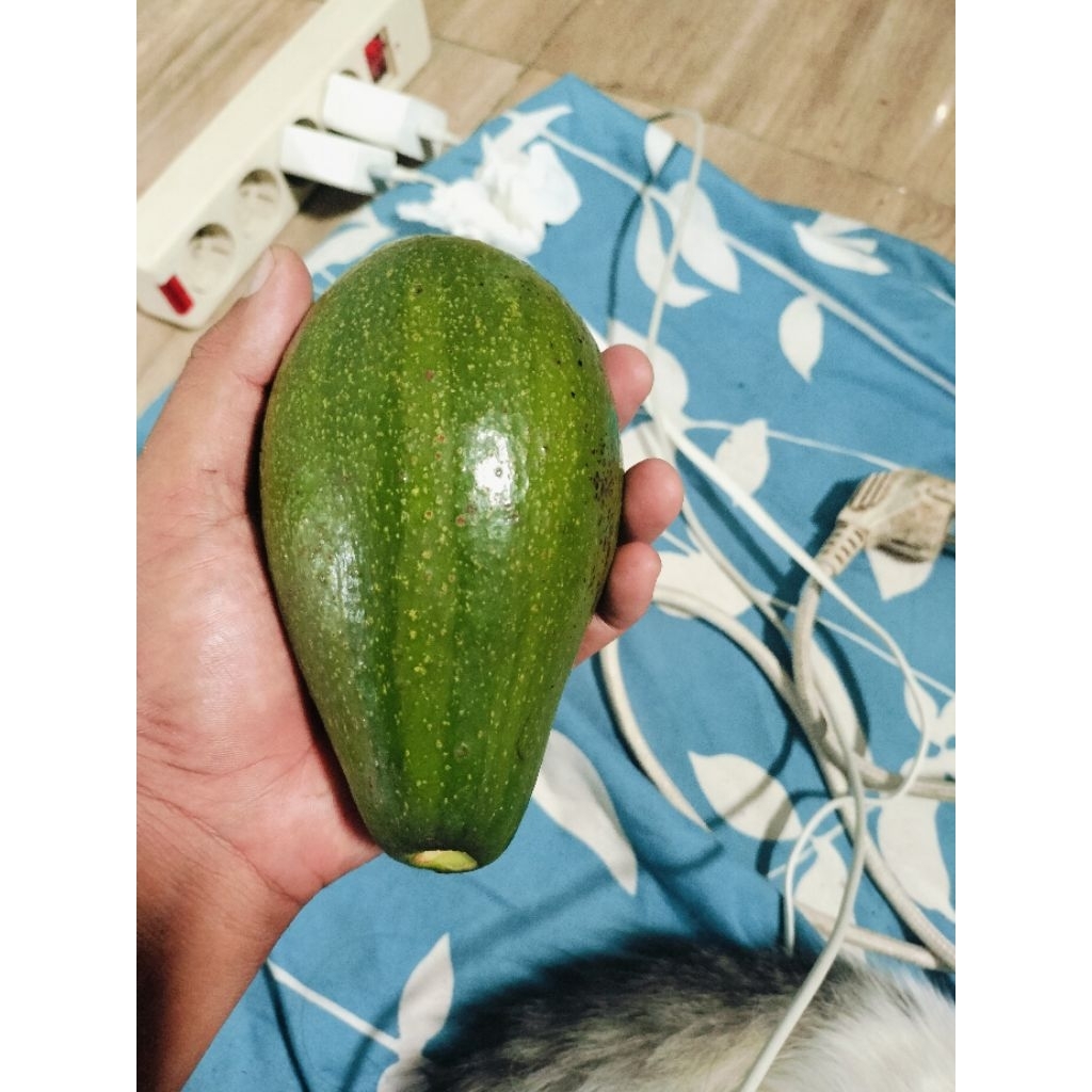 

alpukat-mentega 1kg isi 3,4,5