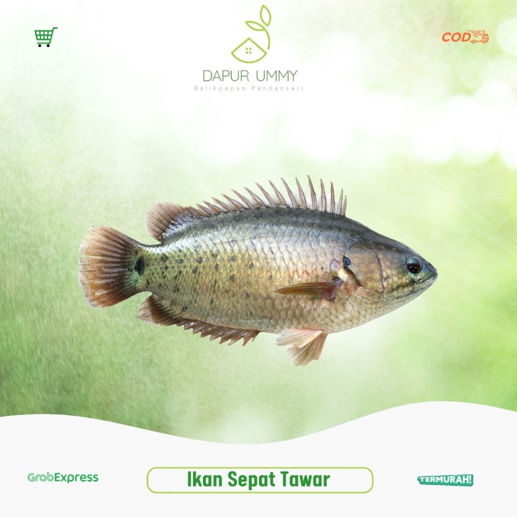 

SEPAT • Ikan Sepat Tawar