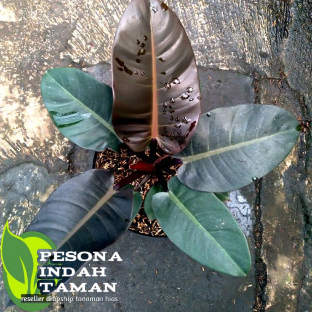 philodendron black cardinal asli super tanaman hias philodendron black cardinal