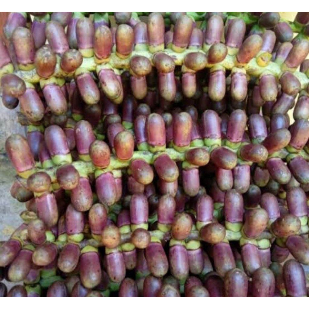 

Buah Aren Langari Kawung 1 kg/Bunga Langari