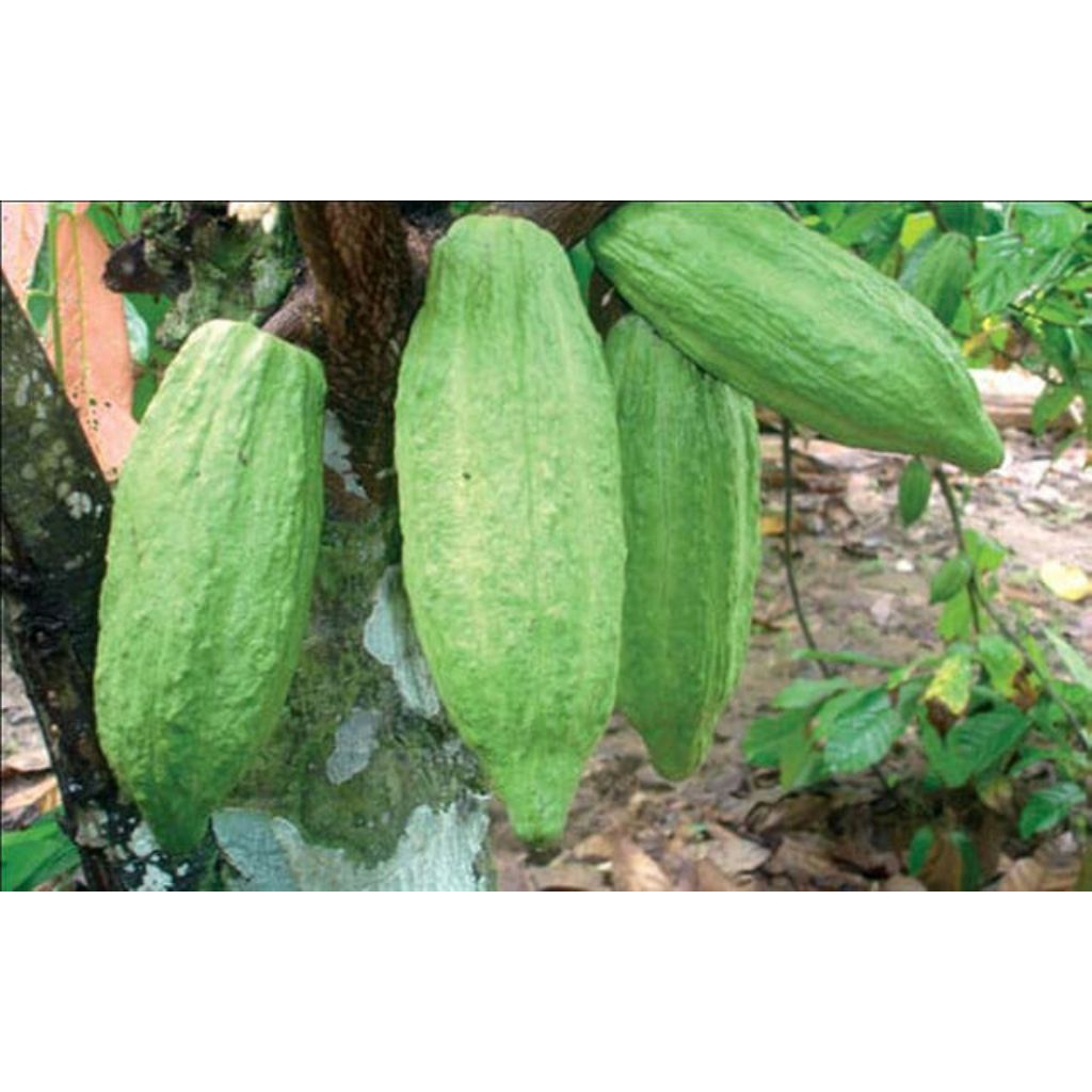 

Buah cokelat kakau segar 1 kg