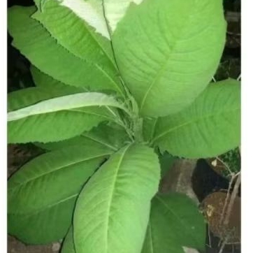 

Daun sembung 500 gram