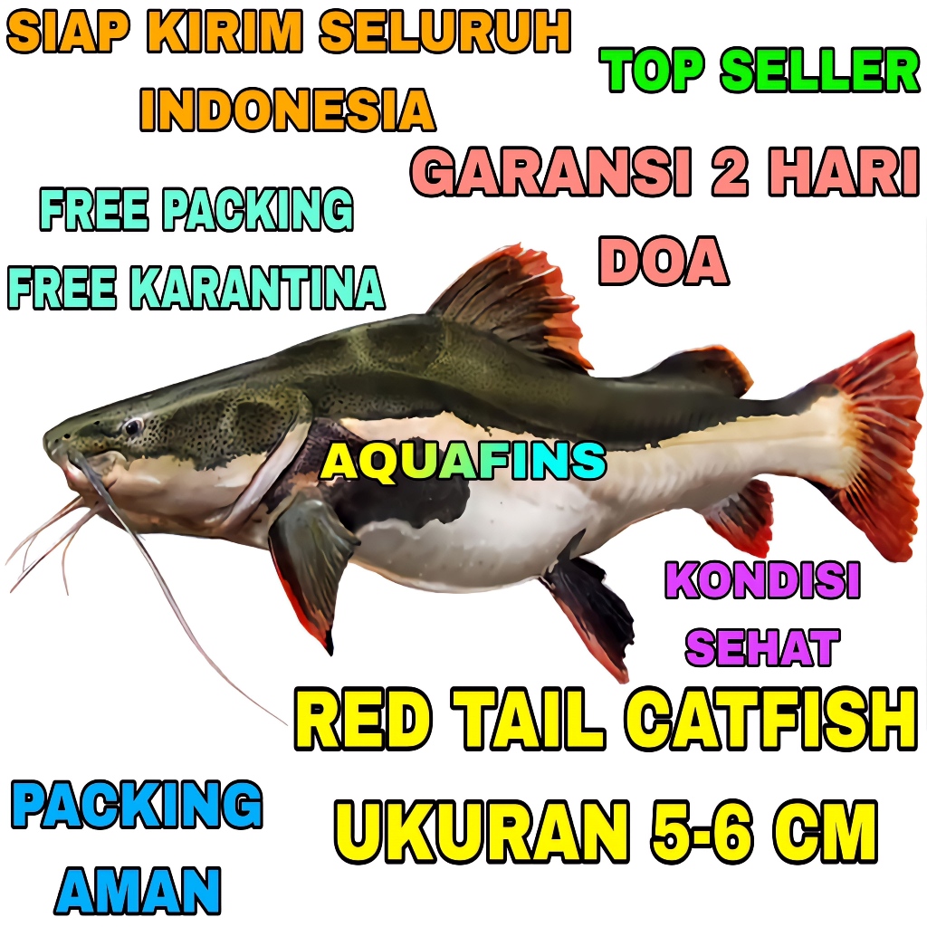 HIASAN LELE AMAZON RED TAIL CATFISH UKURAN 5-6 CM