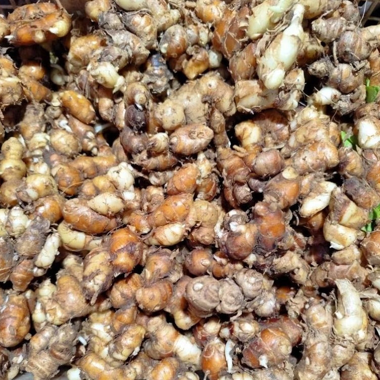 

Kencur Tua Pilihan Lebih Wangi