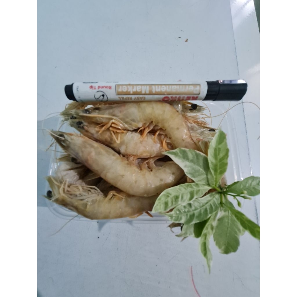 

UDANG LAUT SIZE M ISI 30 SD 40