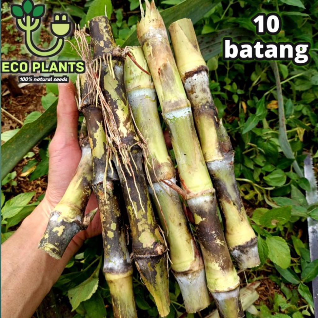 

Bibit terubuk telur tebu per ikat isi 10