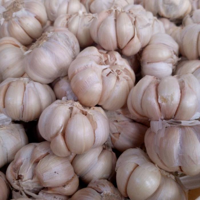 

Bawang Putih Super Murah 1000 gram / Bisa COD Di Tempat