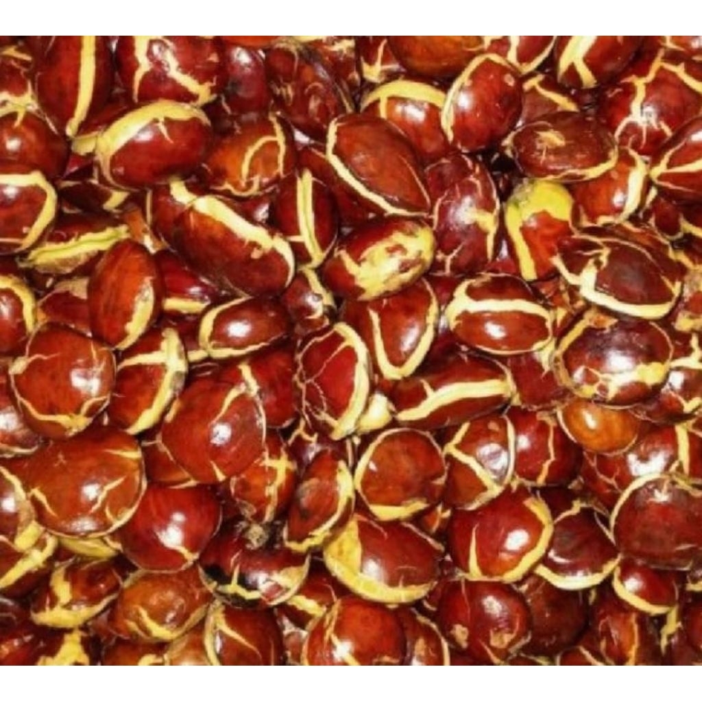 

PROMO !!!!!..Jengkol tua mentah 1kg super fresh masih segar