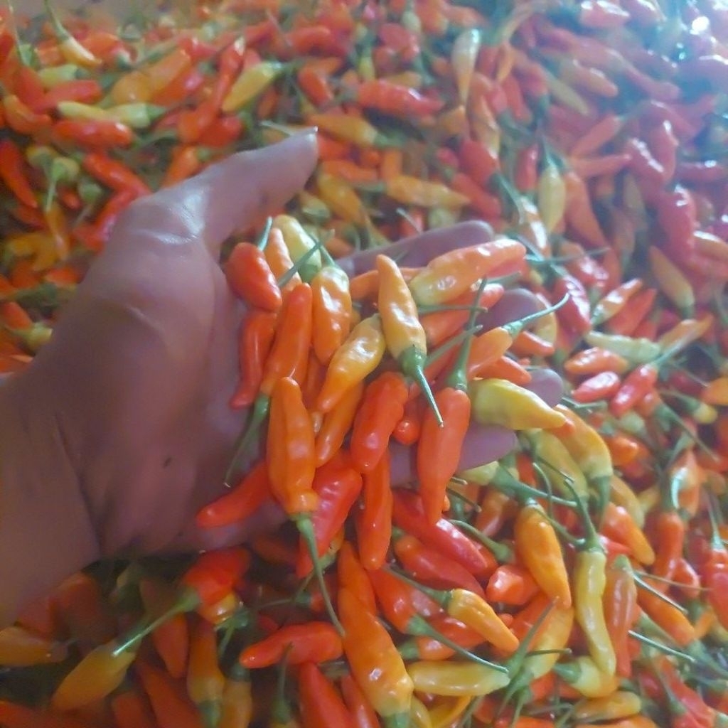 

Cabe rawit ori baru petik,fresh...jaminan segar