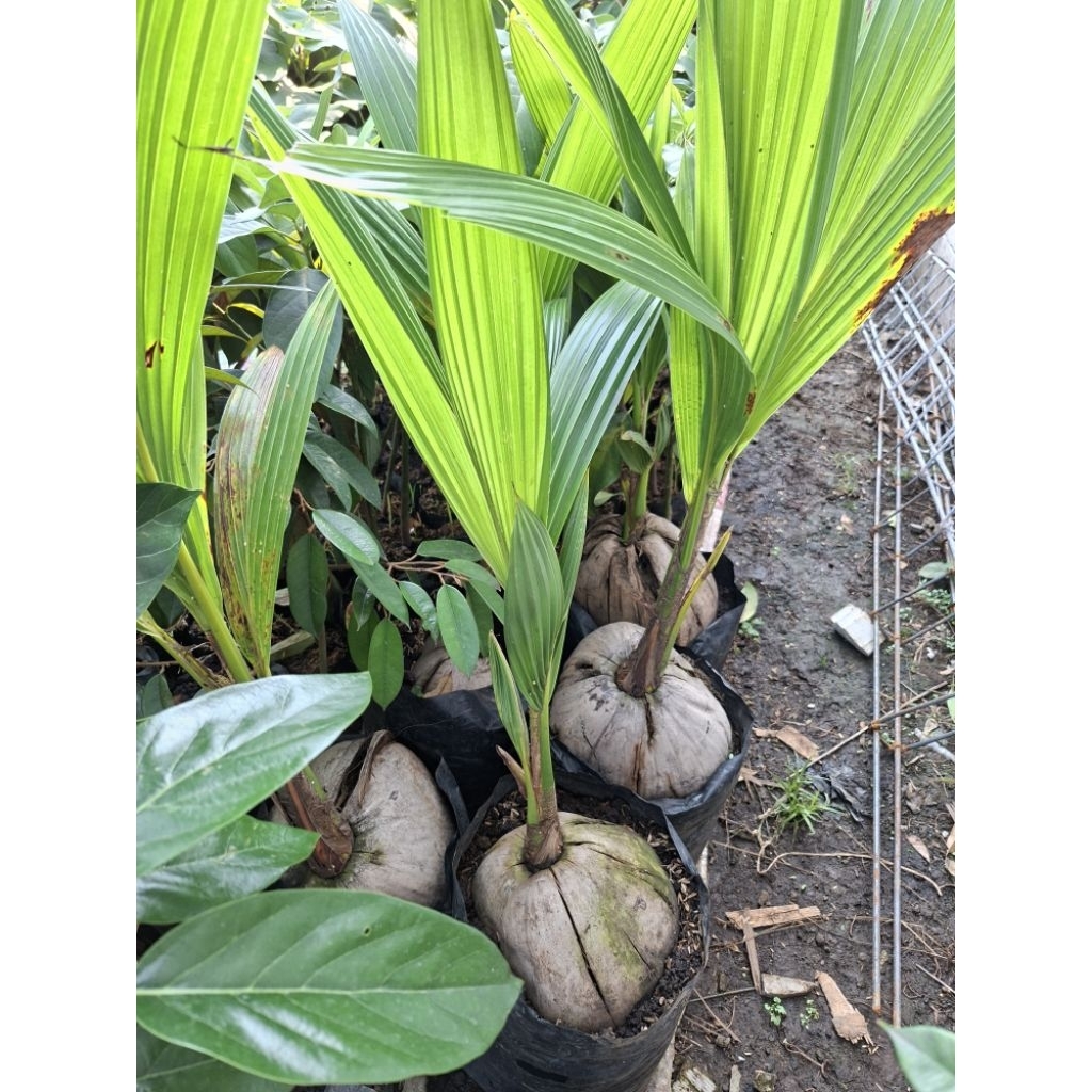 BIBIT KELAPA WULUNG GENJAH