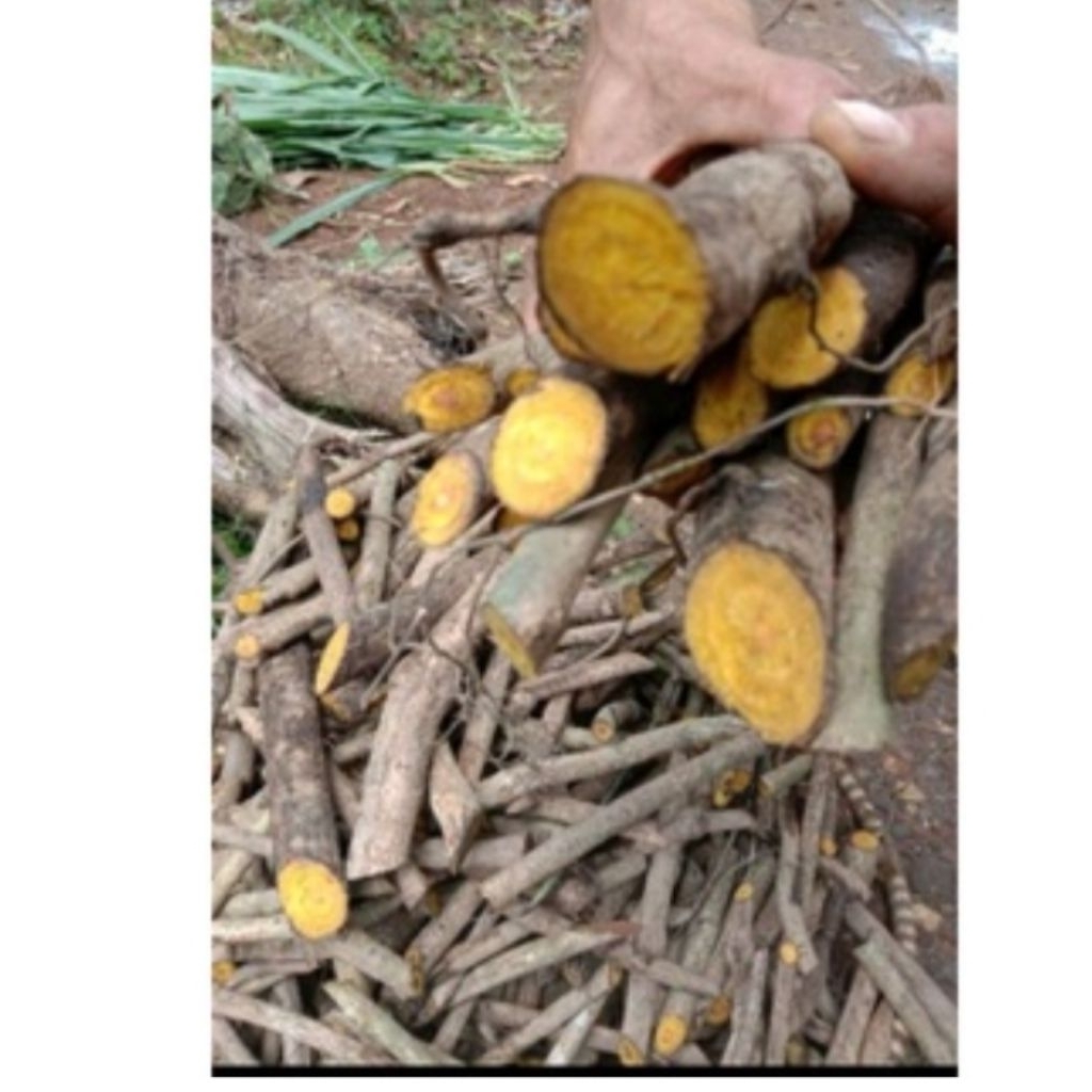 

akar kayu kuning 1 kg