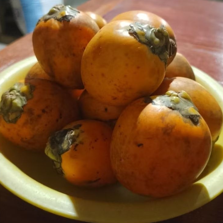 

obat herbal alami buah pinang tua segar berat 1 kg