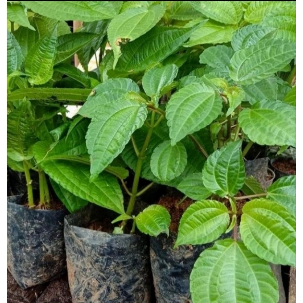 

Daun dan bibit pohpohan