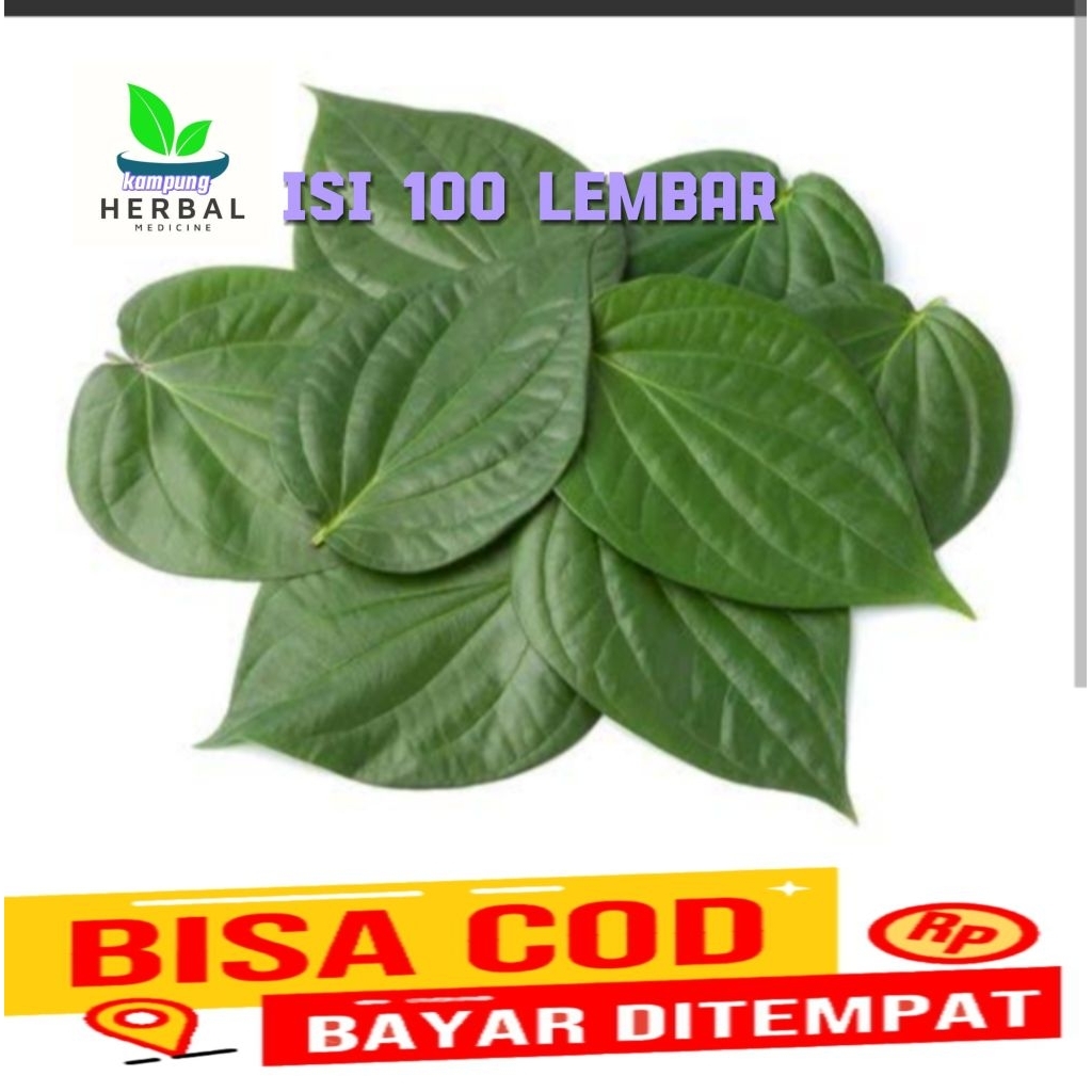 

daun sirih hijau /100lmbar