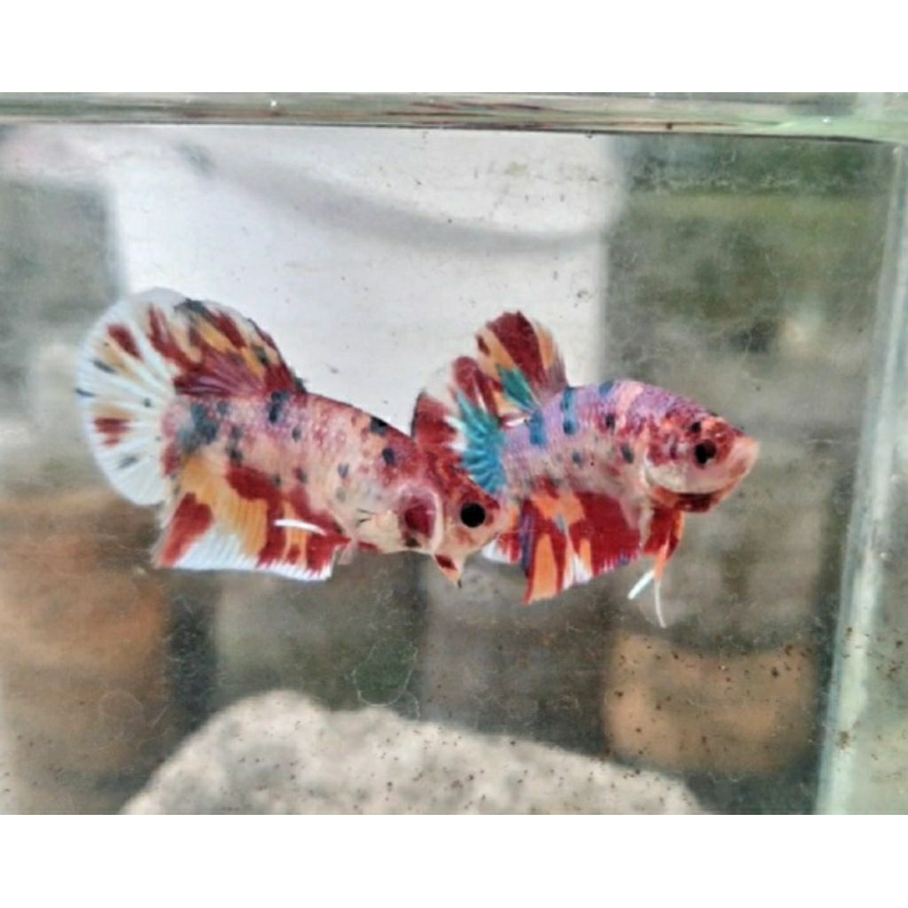 Cupang Hias. Ikan Cupang Multi Metallic Partai Murah