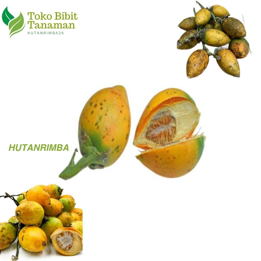 

BUAH PINANG TUA 1KG TERMURAH HANYA HARI INI