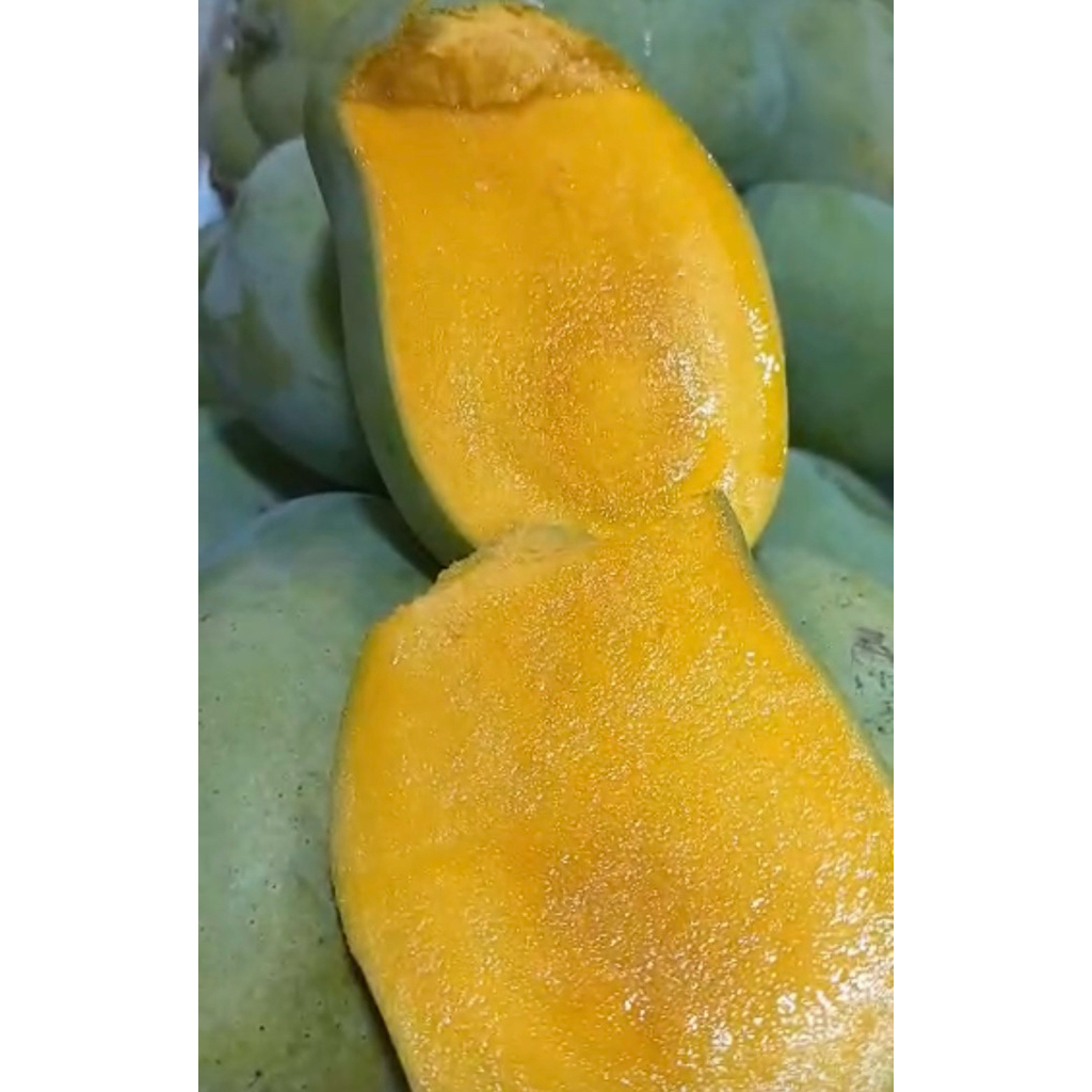 

mangga harum manis 1 kg