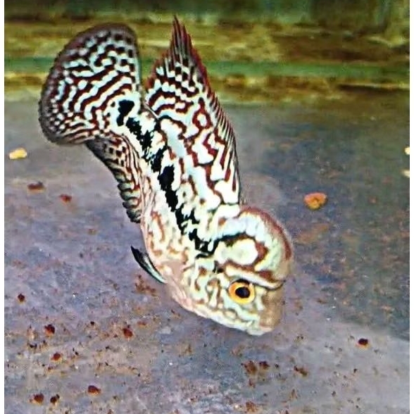 PENGHUNI AQUARIUM BABY LOHAN KAMFA F2 GEN THAILAND